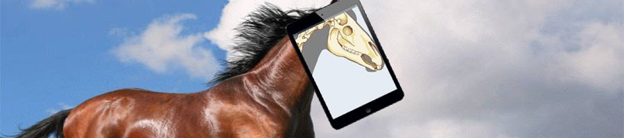 Рентген для лошади
