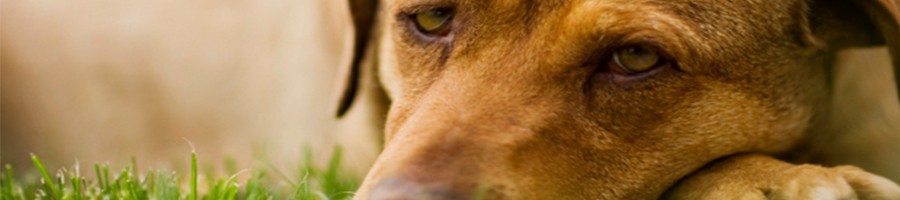 Вакцинация собак от пироплазмоза