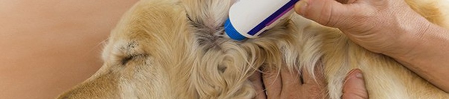 Воспаление наружного слухового прохода у кошек и собак