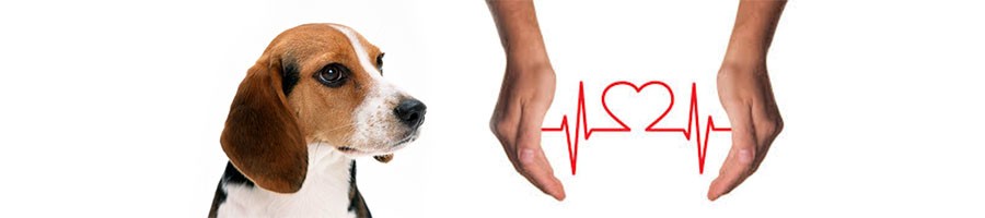Наследуемые патологии сердца у собак
